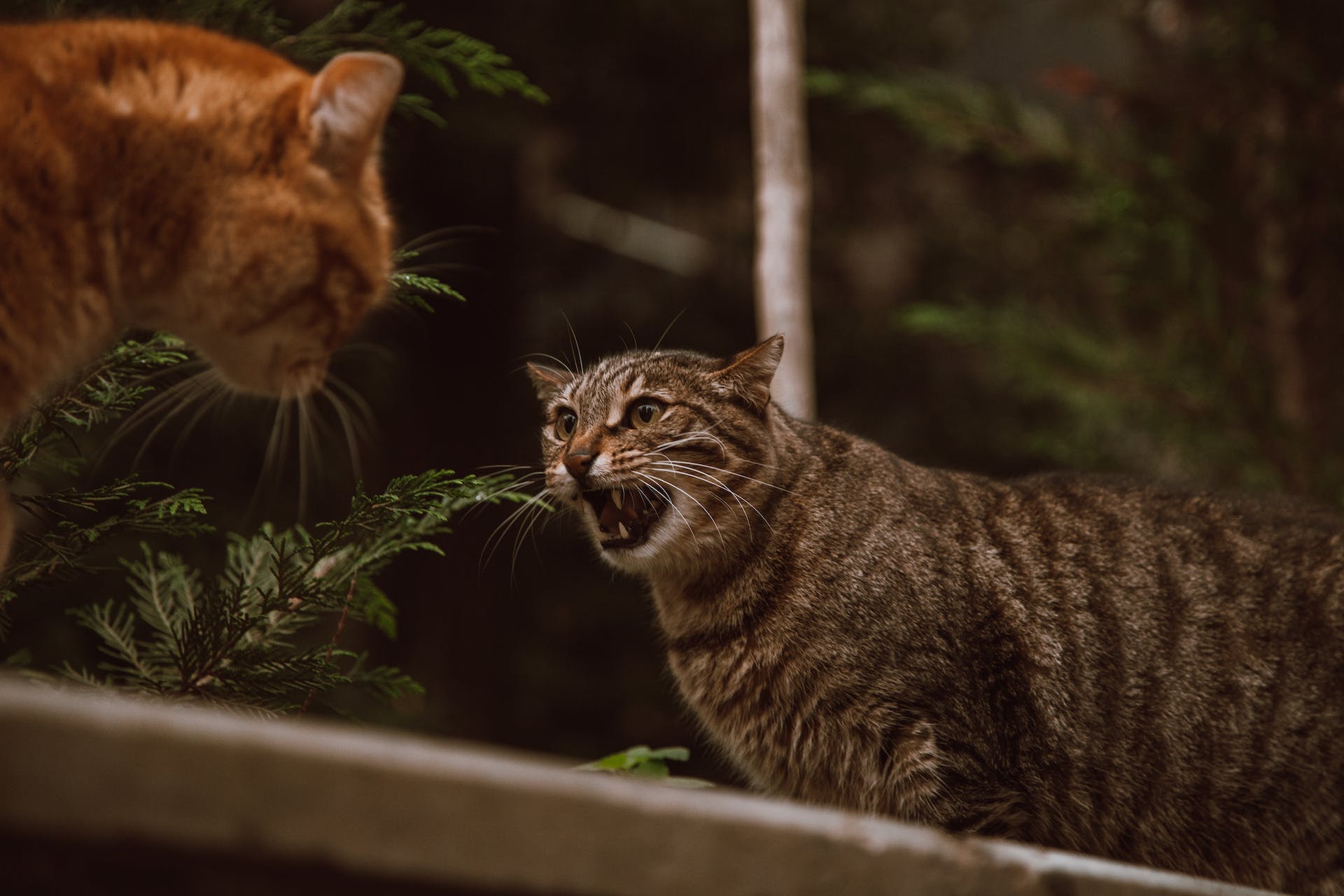 A cat defending their territory from another cat