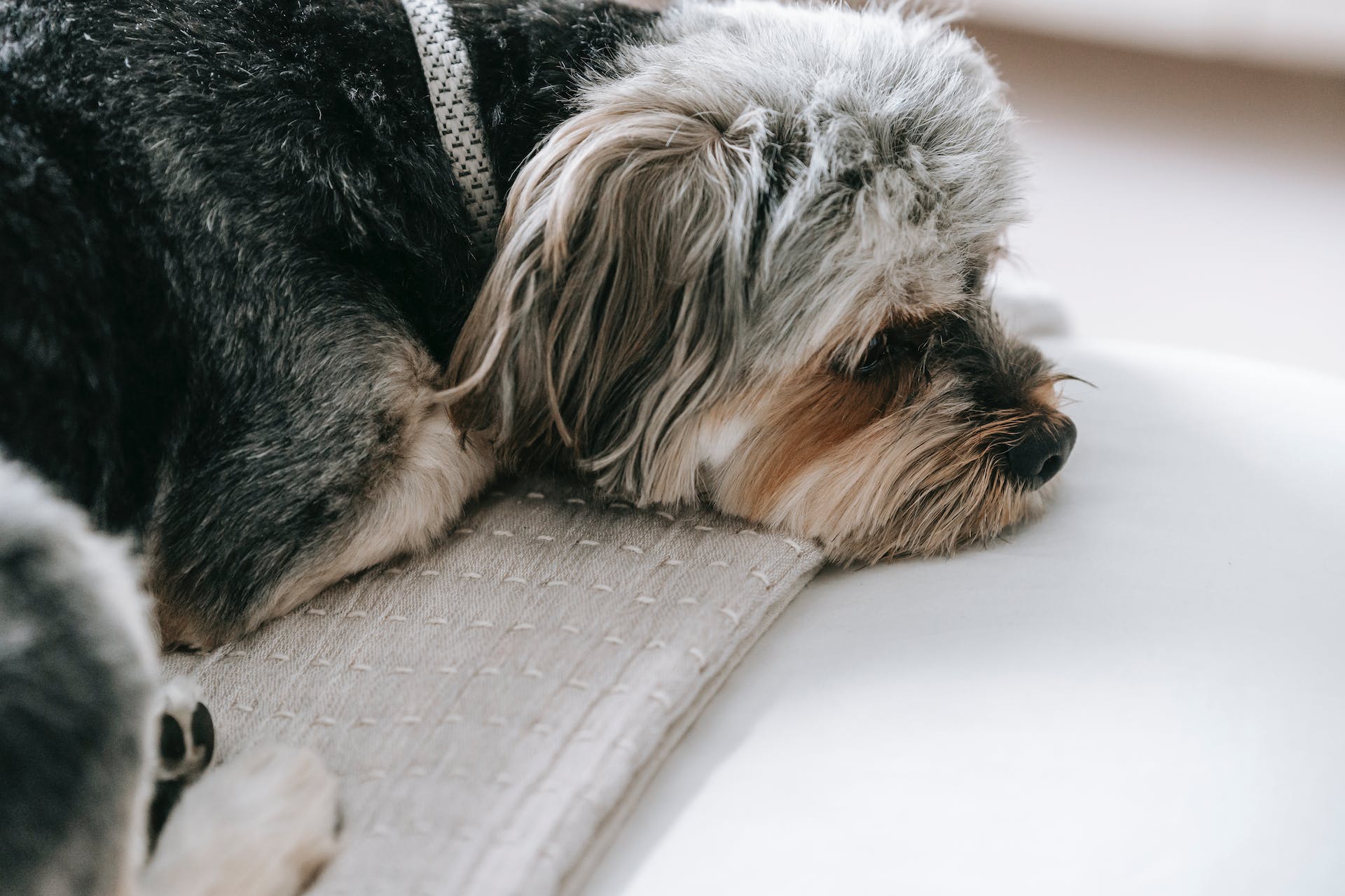 A sick dog lying on a blanket in bed