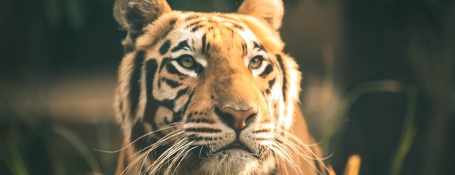 A tiger walking through a forest