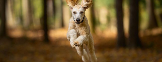 A dog running through a forest