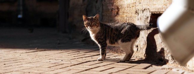 A cat standing by a sunlit pavement in a city