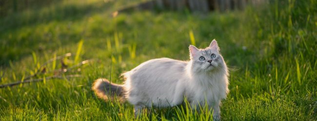 An outdoor cat exploring a green sunny field