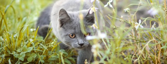 Katze auf einer Wiese, von Blumen umgeben