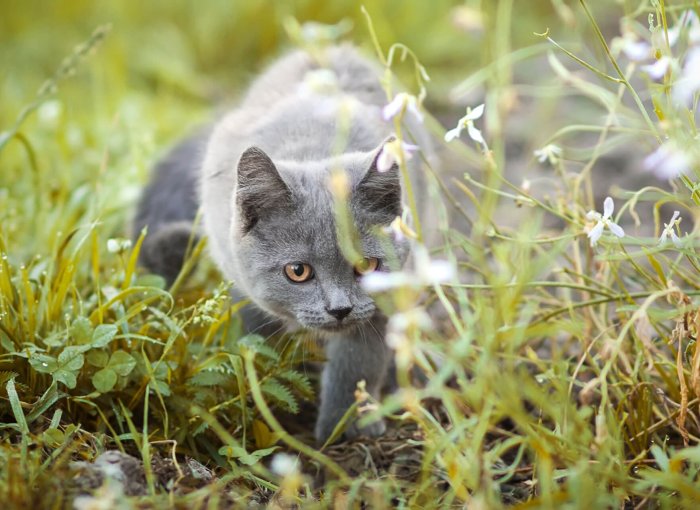 Katze auf einer Wiese, von Blumen umgeben