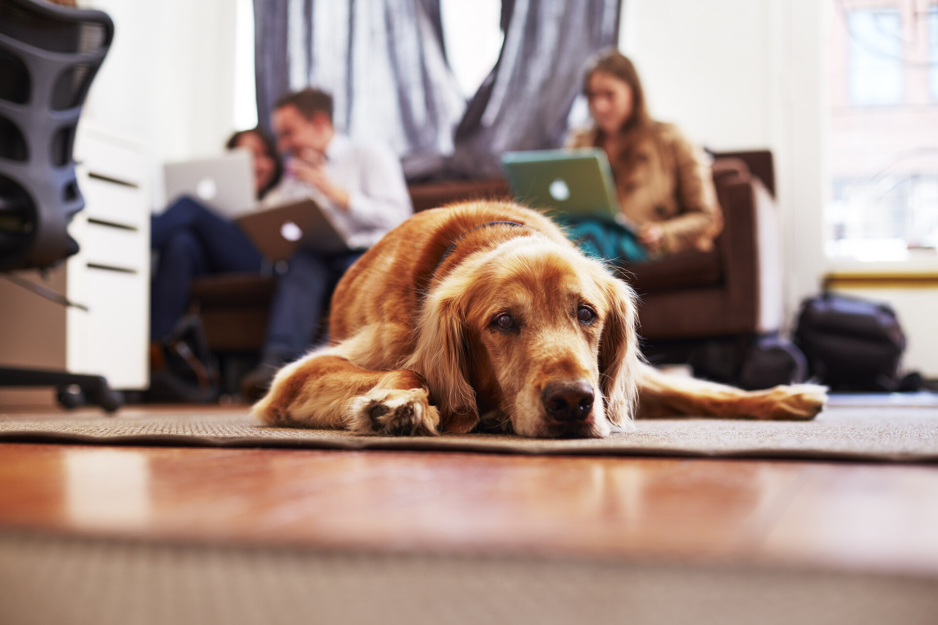 A bored dog lying on a carpet indoors