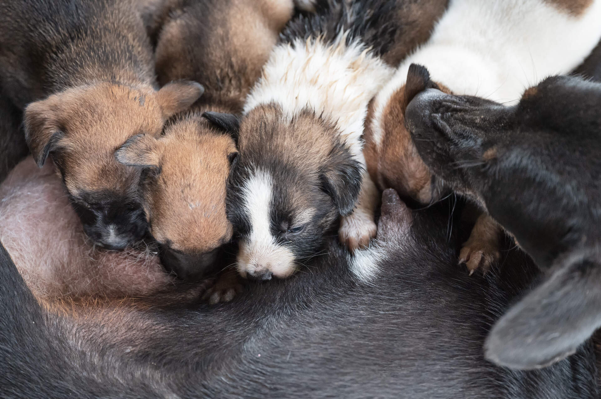 A dog nursing a litter of puppies