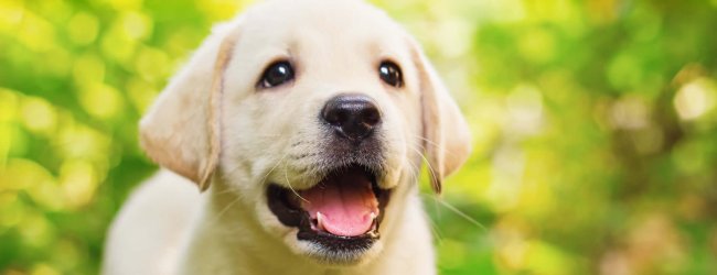 white lab puppy outdoors