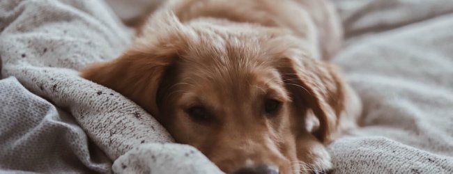 Welpe liegt im Bett auf einer Bettdecke