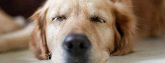 Closeup of a Golden Retriever sleeping on the floor