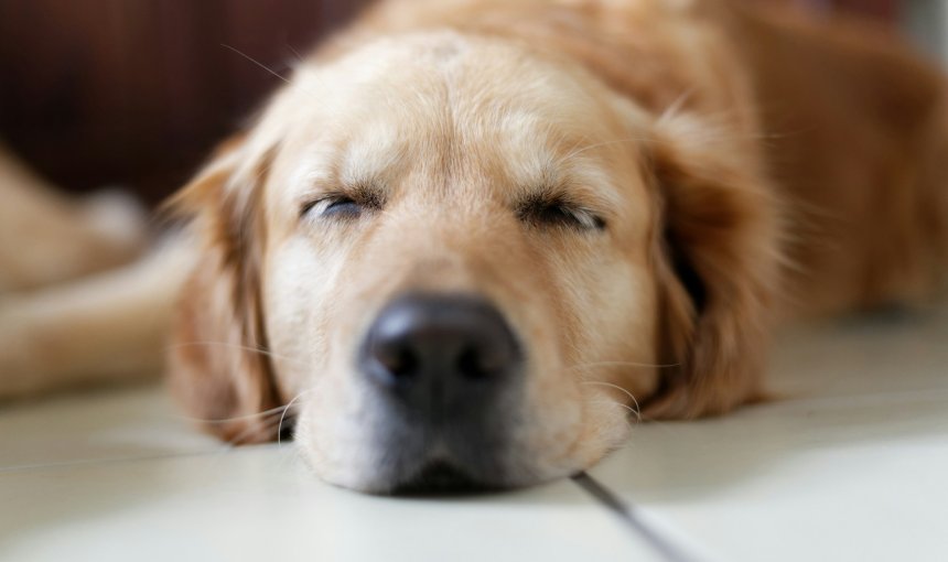 Closeup of a Golden Retriever sleeping on the floor