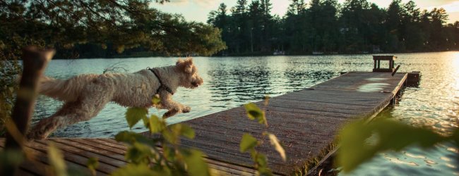 En hund som løper til en brygge med utsikt over en innsjø