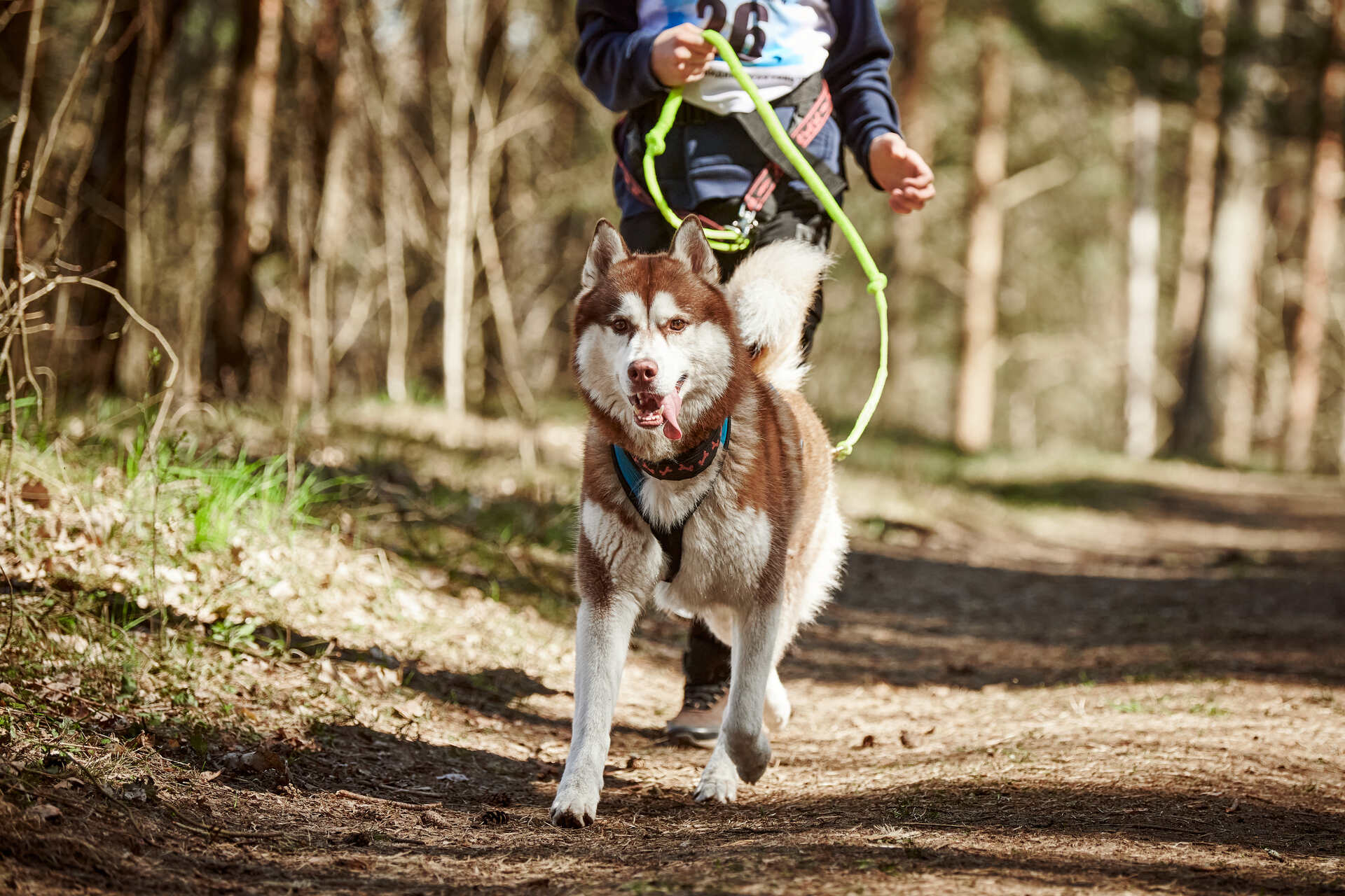 A dog in heat running away from their owner