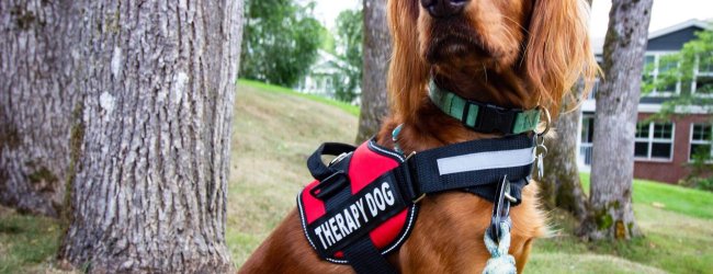 A therapy dog in a harness relaxes in a garden