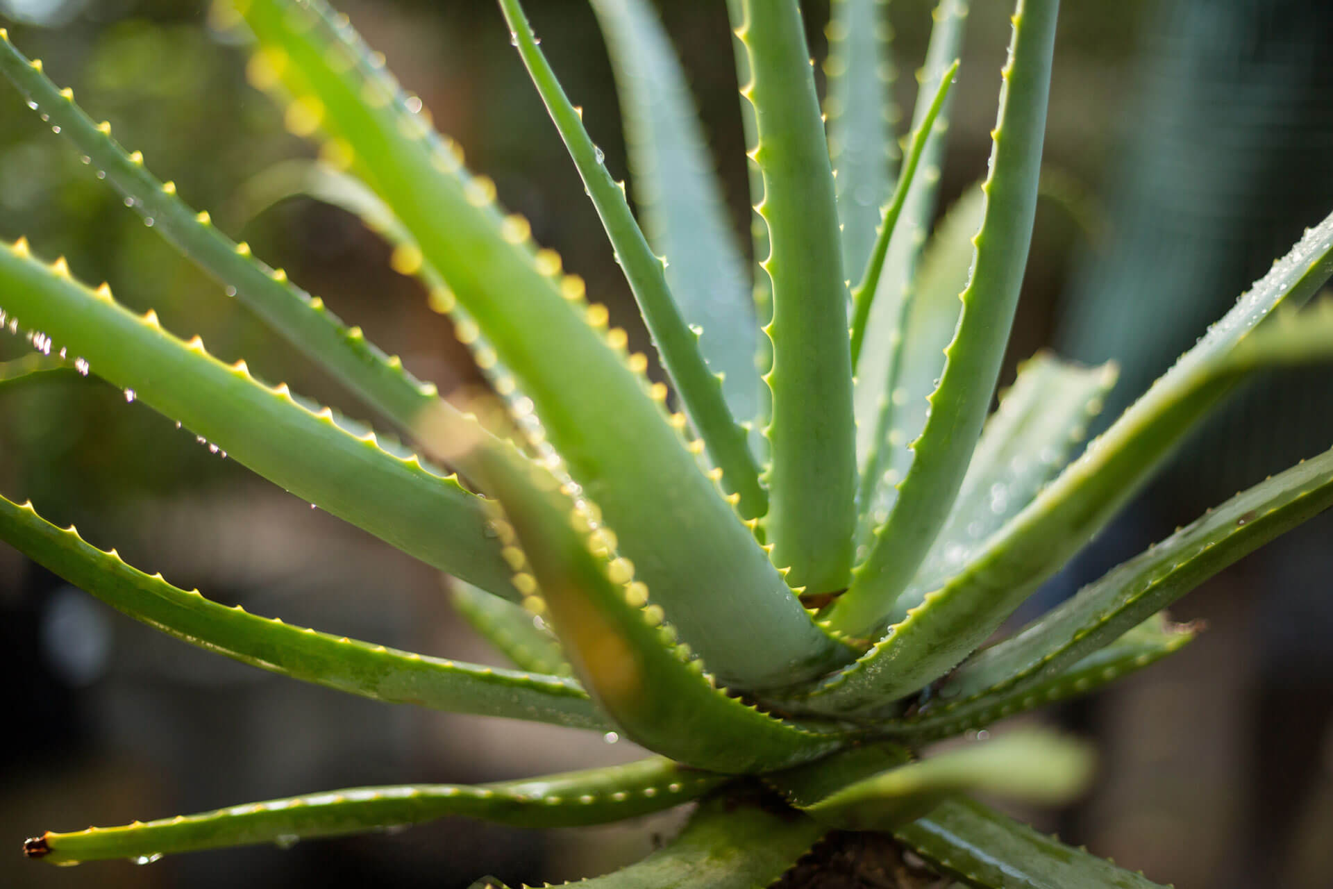 An aloe vera plant in a pot 