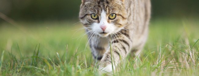 en grå katt på jakt som smyger seg gjennom gresset og ser rett frem