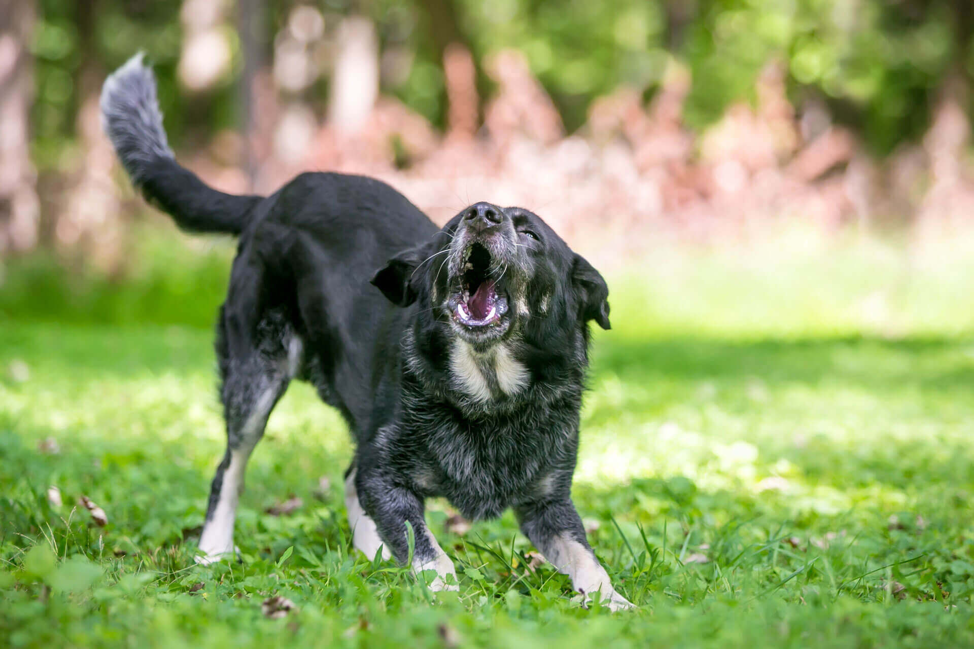 black dog coughing and kneeling in grass barking