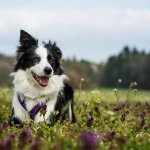 border collie standing in field of grass and flowers