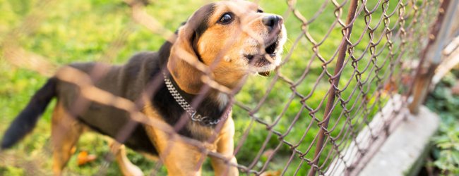 en brun og sort hund som ser ut gjennom et nettinggjerde