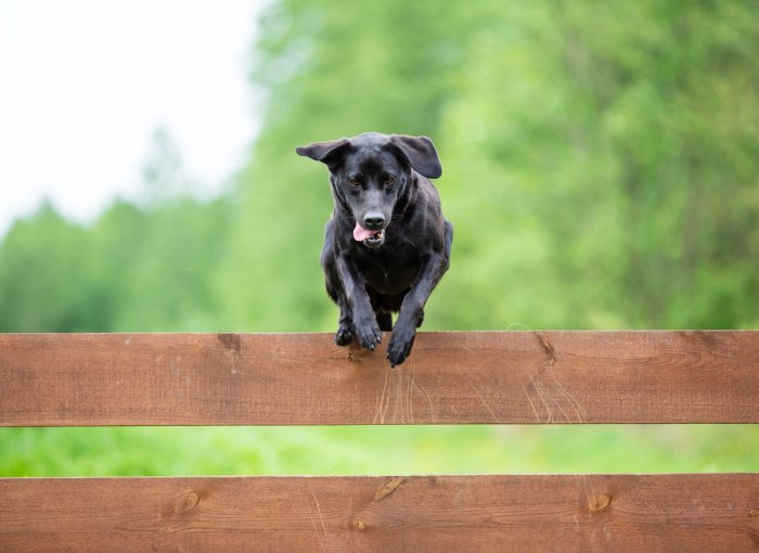 Perro negro saltando por encima de una valla de madera marrón