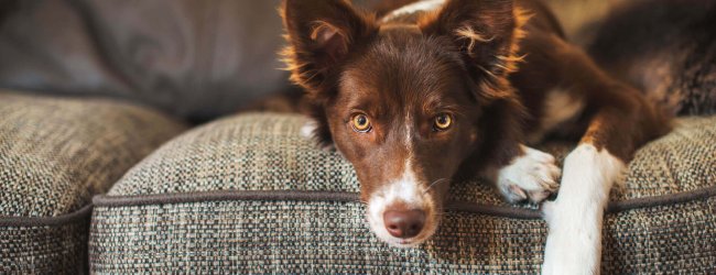 brown and white dog sitting on sofa looking at the camera