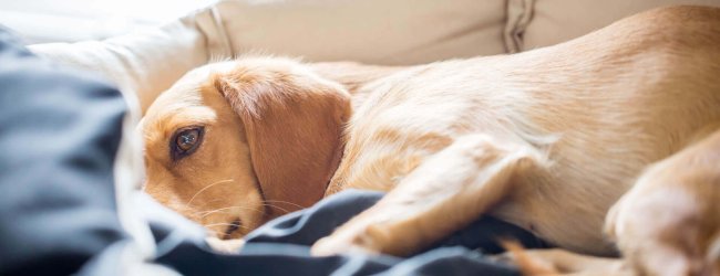 Sjuk hund som vilar i hundbädd