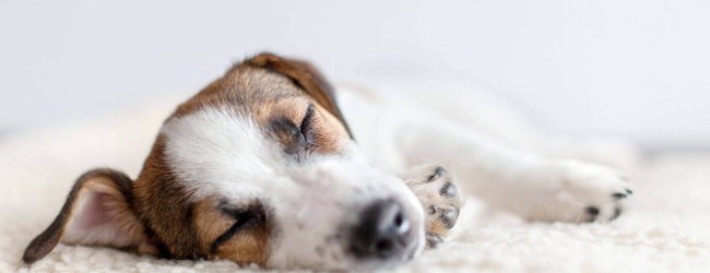 Perro pequeño durmiendo en una cama para perros beige