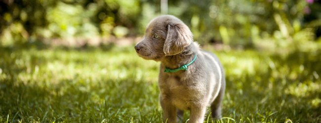 grey puppy standing on grass