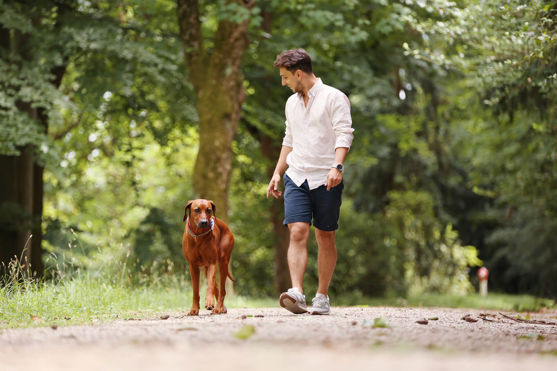 hund og mand går ved siden af hinanden udenfor,  uden snor, med tractive gps