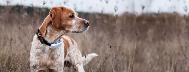 dog outdoors wearing GPS trackerr