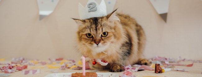 A cat wearing a party hat in front of a cake with a candle