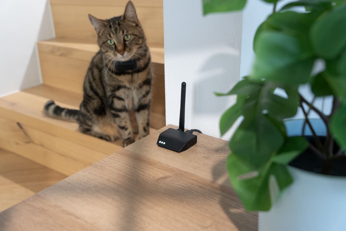 Cat looking at the Tractive Base Station