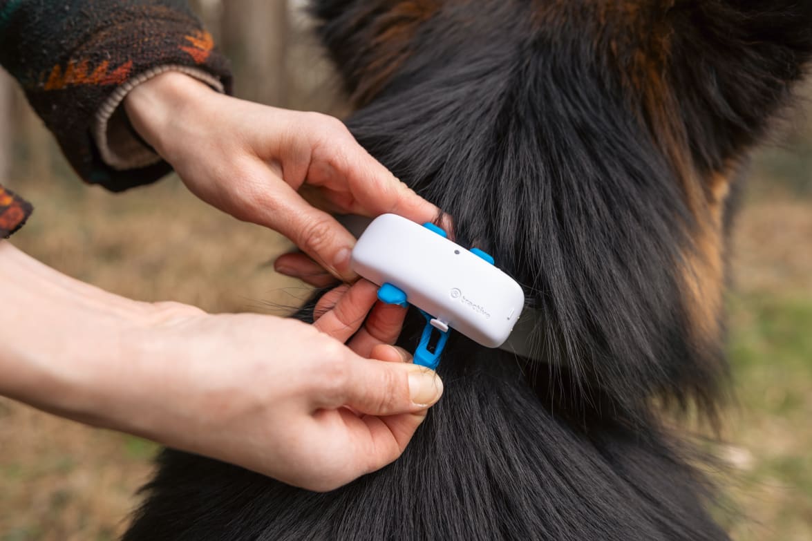 3 Mounting Clips (Blue) for Tractive DOG 4