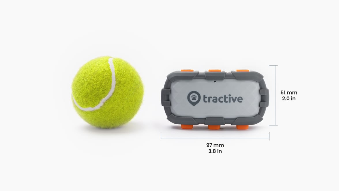 Close-up view of new Tractive DOG XL Adventure