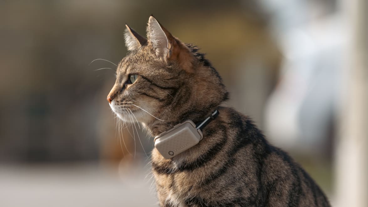 Cat wearing Tractive CAT Mini Brown