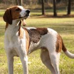 A Treeing walker Coonhound standing in a garden