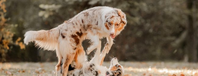 Two dogs in heat play fighting together