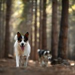 Two dogs walking together in a forest