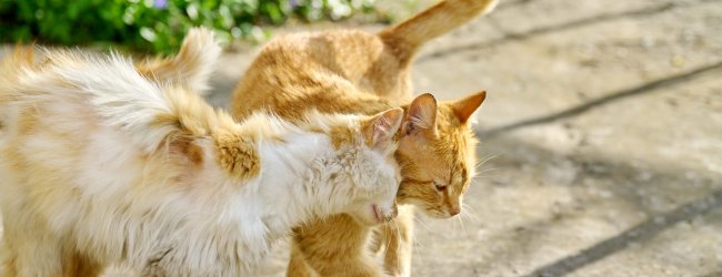 A cat in heat playing with another outdoors