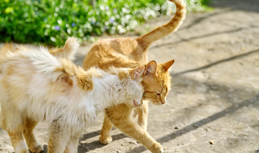 A cat in heat playing with another outdoors