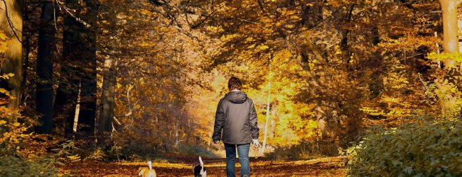 Hundeeier som går tur med to små hunder i skogen