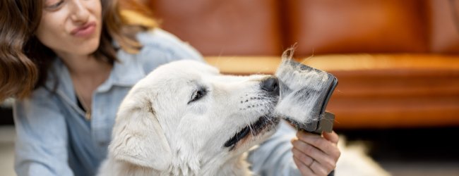 A woman combing a dog's hair with a brush