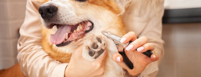 A woman trimming a Corgi's nails at home