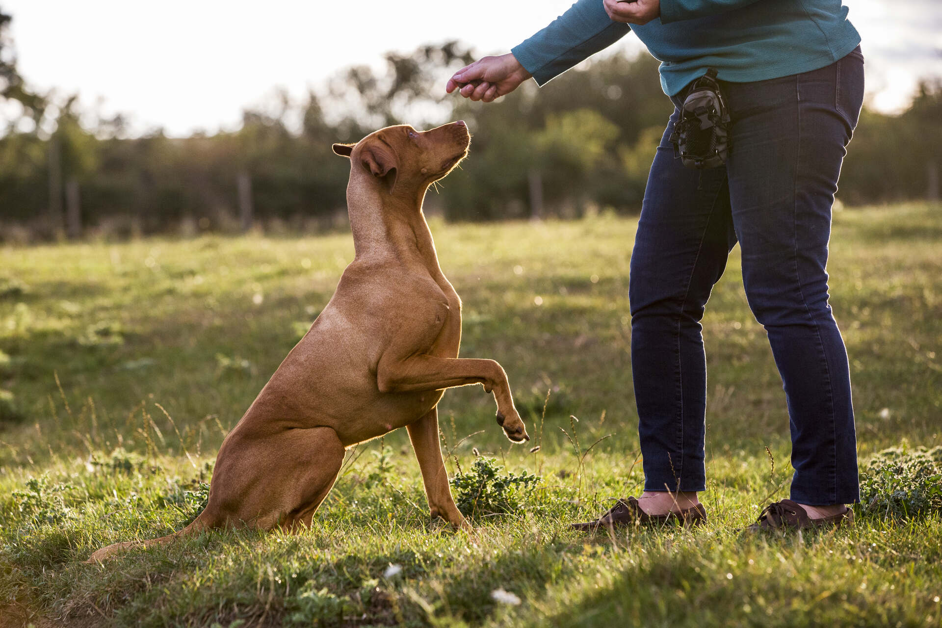 A man training a deaf dog outdoors