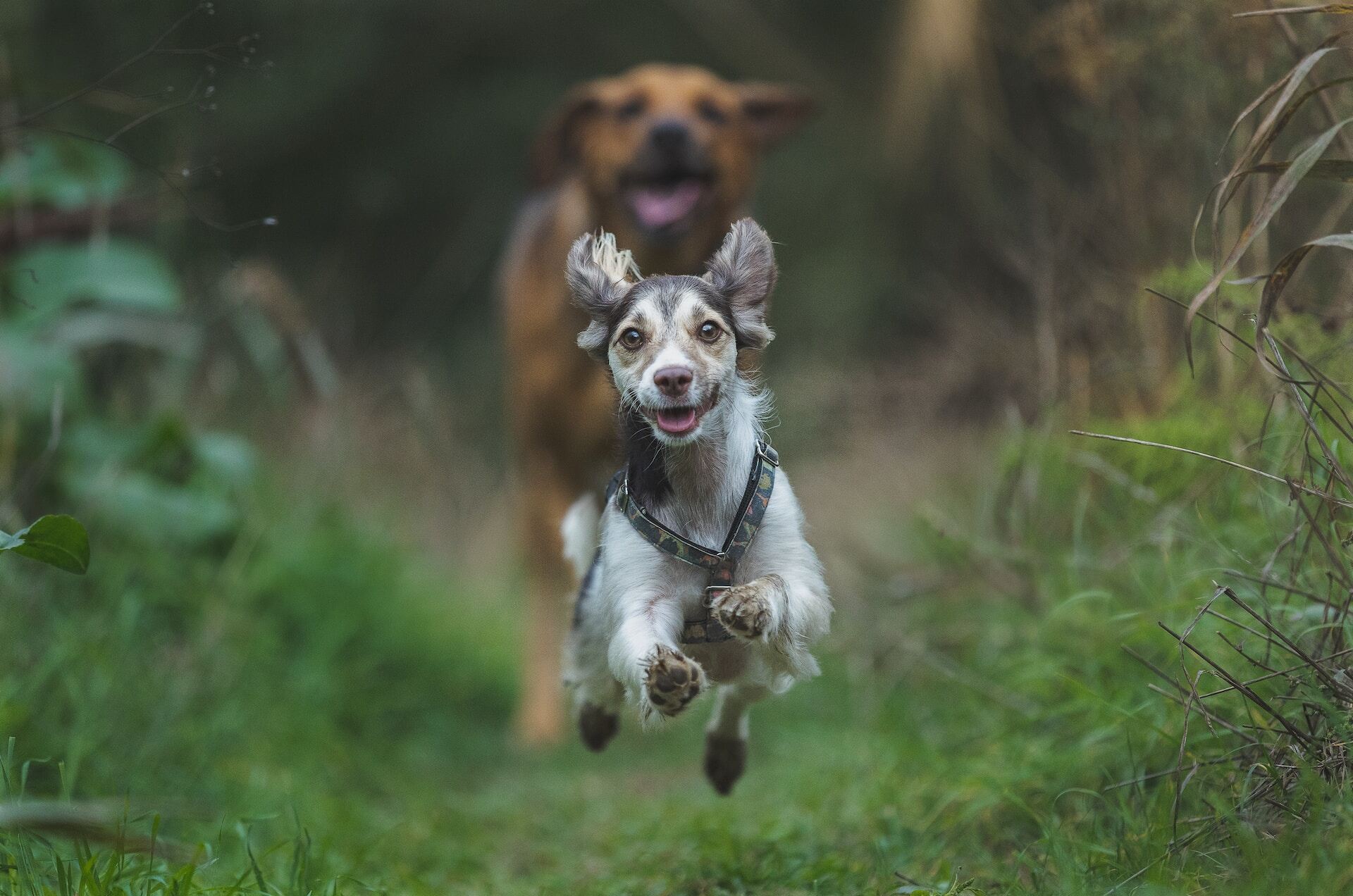 A big dog chasing a smaller dog outdoors