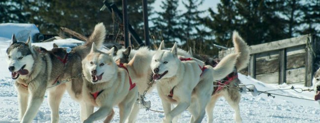 A pack of sled dogs pull a sled through a snowy field