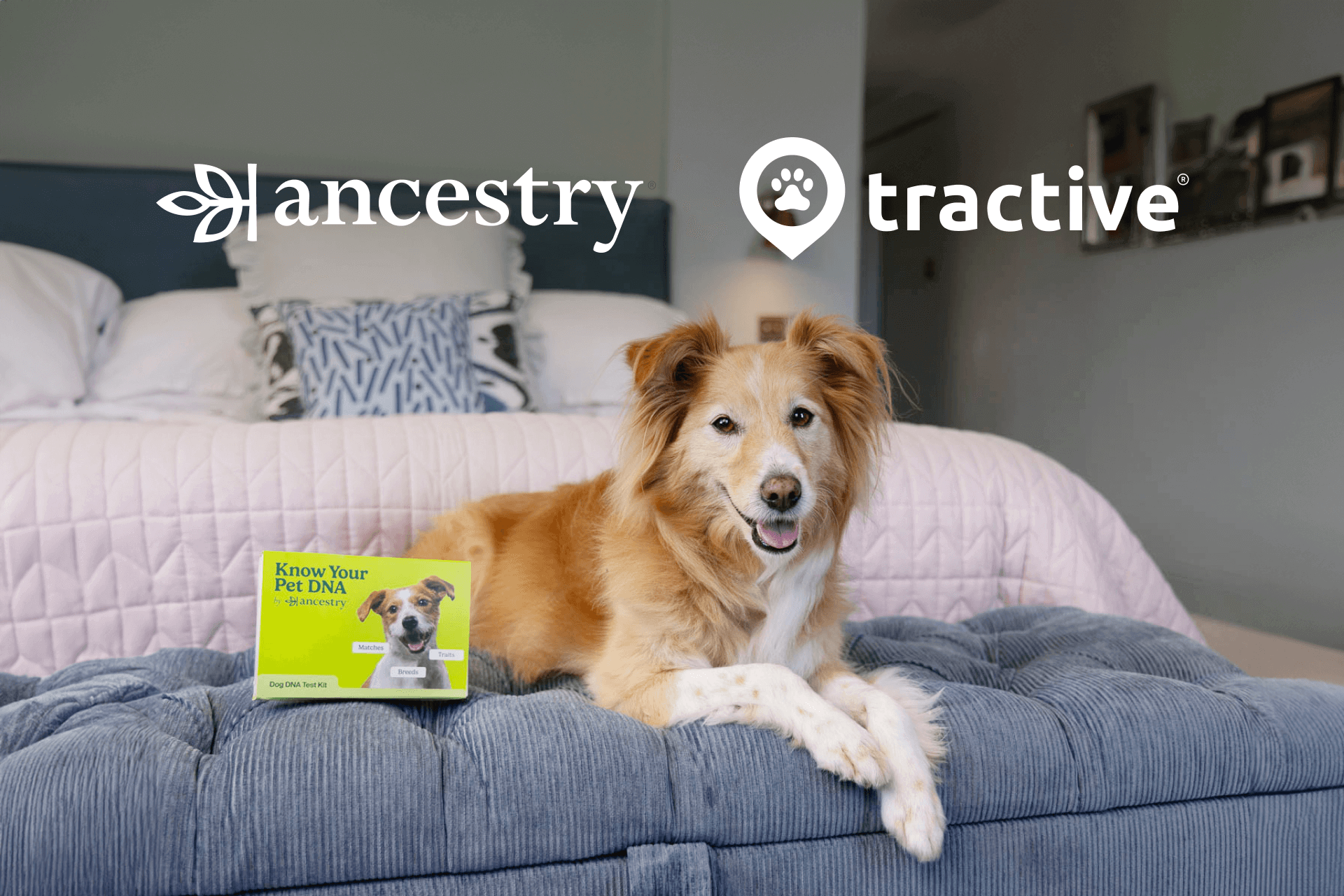 Tractive announces Ancestry partnership