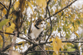 Mandi on a tree branch with her Tractive CAT Mini