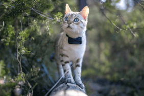 Alice on a tree branch with her Tractive CAT Mini