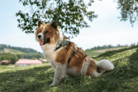 Anjo sitting in the shade in a field with his Tractive DOG XL