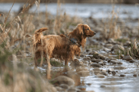 Simba in a marsh with his Tractive DOG 4/LTE